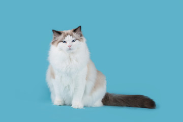 Pretty ragdoll cat sitting looking at the camera on a blue background