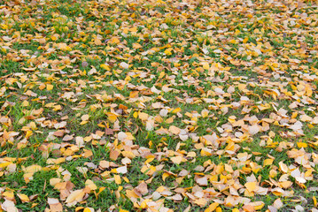 yellow leaves lie on the grass evenly