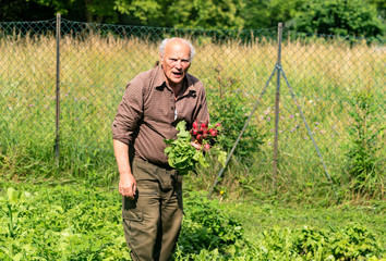 Elderly man with freshly picked radishes in his garden.