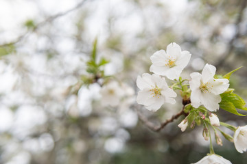 Fototapeta na wymiar White flower Cherry blossom in japan spring garden park concept for petal pink japanese floral april springtime season, asia romantic outdoor nature tree beautiful view