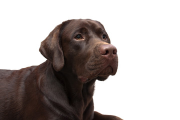 chocolate labrador on a white background.