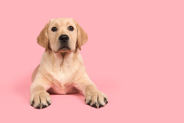 Pretty blond labrador retriever puppy lying down on a pink background with space for copy