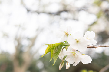 White flower Cherry blossom in japan spring garden park concept for petal pink japanese floral april springtime season, asia romantic outdoor nature tree beautiful view