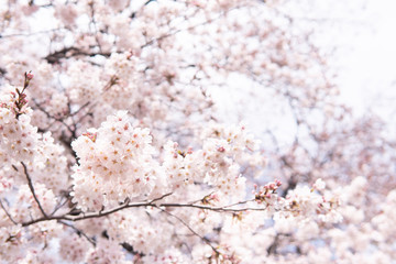 White flower Cherry blossom in japan spring garden park concept for petal pink japanese floral april springtime season, asia romantic outdoor nature tree beautiful view