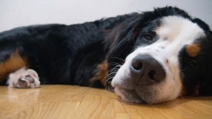 Tired Beloved Bernard mountain dog lying on the floor looking at the camera