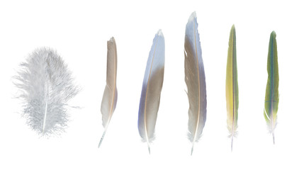 Colorful feathers collection, set from random birds