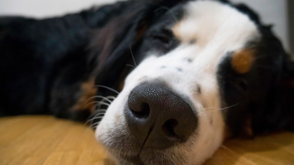 Bernard mountain dog sleeping on wooden floor - focus on the nose