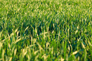 Young sprouts are on the field. Green grass closeup.