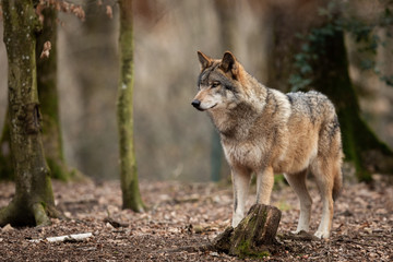 Obraz premium Grey wolf in the forest