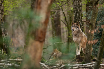 Naklejka premium Grey wolf in the forest