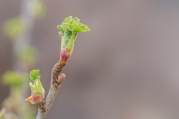 The buds of trees in the early spring, macro