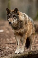 Selbstklebende Fototapeten Grey wolf in the forest © AB Photography