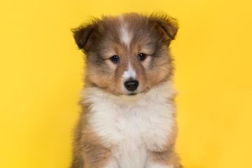 Portrait of a shetland sheepdog puppy on a yellow background looking at the camera seen from the front