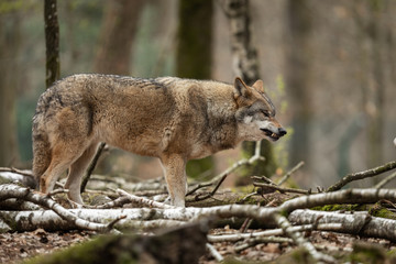 Grey wolf in the forest
