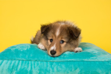 Cute shetland sheepdog puppy lying down on a blue cushion on a yellow background seen from the front