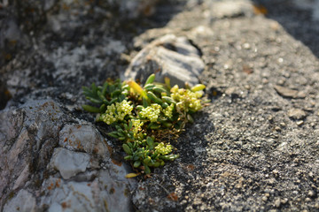 Plants on the sea