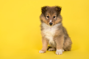 Shetland sheepdog puppy sitting on a yellow background looking at the camera