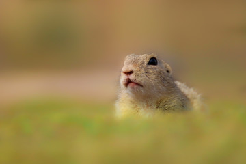 Naklejka na ściany i meble European Ground Squirrel, Spermophilus citellus, sitting in the green grass during spring