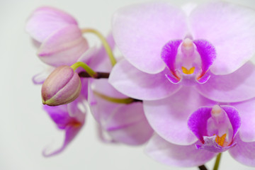 closeup of pink orchid flower