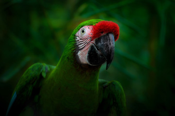 smiling parrot on a dark green background