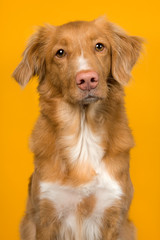 Portrait of a nova scotia duck tolling retriever looking at the camera on a yellow background