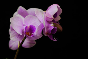 Naklejka na ściany i meble closeup of pink orchid flower