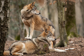 Fototapeta premium Grey wolf in the forest