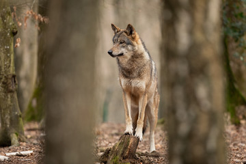 Grey wolf in the forest © AB Photography