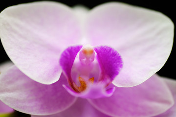 Fototapeta na wymiar closeup of pink orchid flower