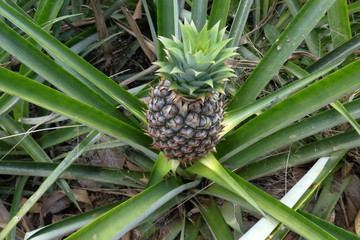 Ananas fruit in Costa Rica