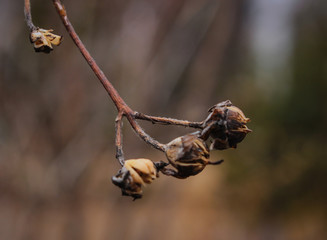 Dry flowers after winter. 