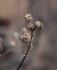 Dry flowers after winter. 
