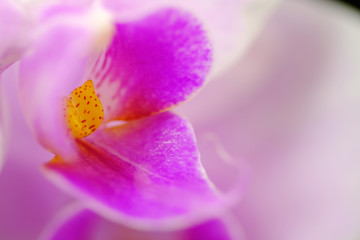 Obraz na płótnie Canvas closeup of orchid flower