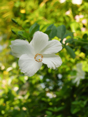 White hibiscus flowers on a bright green nature background