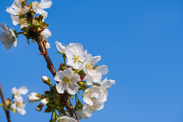 Kirschblüten vor blauem Himmel