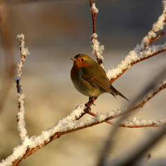 rouge-gorge