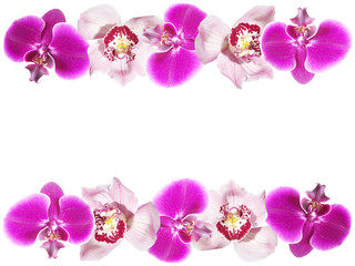 Fototapeta na wymiar Beautiful floral Orchid background. Isolated