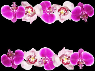 Beautiful floral Orchid background. Isolated