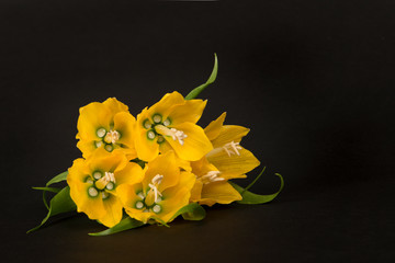 Yellow crown imperial flowers lying down on a black background