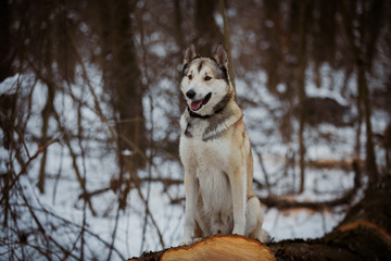 winter walk with a dog