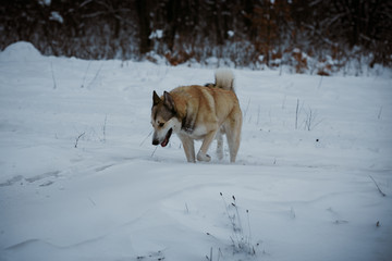 winter walk with a dog