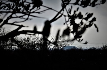 autumn tree at sunset