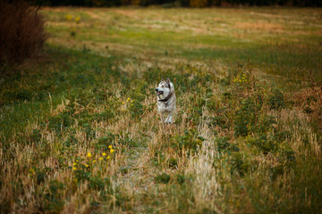 walk in the field with a dog