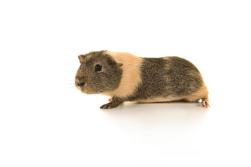 Smooth haired guinea pig seen from the side on a white background