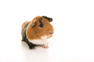 Fototapeta premium Smooth haired tricolour guinea pig seen from the front on a white background