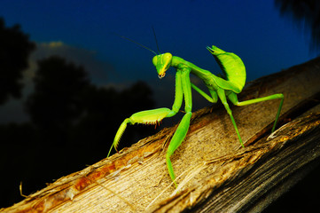 Green preying mantis - Hirodula, full body closeup, Satara, Maharashtra, India.