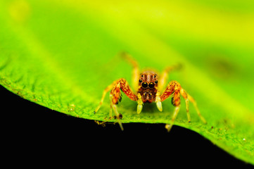 Jumping spider - Brettus sp, Pune district, Maharashtra, India.