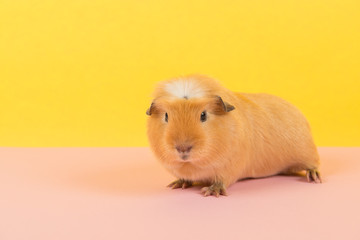 Crested guinea pig on a pink and yellow background