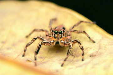 Male Jumping Spider - Plexippus petersi, front look, sitting on leaf, Satara, Maharashtra, India.