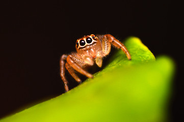 Female Jumping spider - Thyene imperialis, Satara, Maharashtra, India.